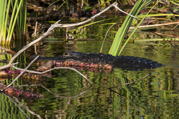 Alligator