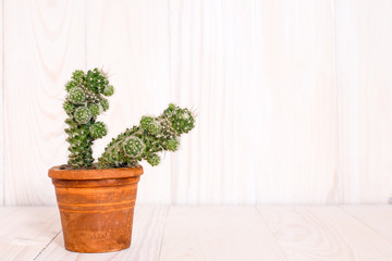 Cactus in pot on white wooden background