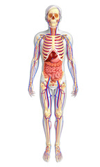 Male skeletal, digestive and circulatory system