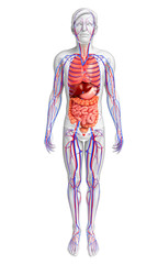 Digestive and circulatory system of male body