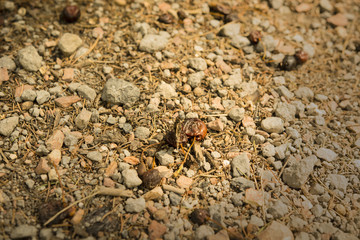 masquerading butterfly on a rocky road