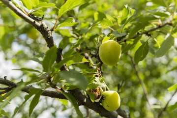 Plums yellow pinhead