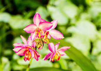 Obraz premium Vanda orchid in the royal floral Chiangmai Thailand