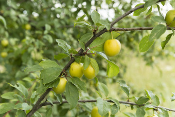 Plums yellow pinhead
