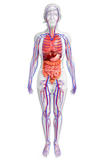 Digestive and circulatory system of female  body