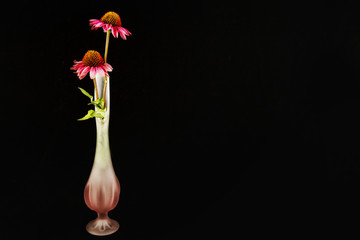 Cone Flower in a Bud Vase on a Black Background in horizontal orientation