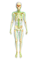 Lymphatic system of Male skeleton artwork