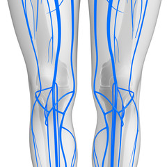 3d rendered illustration of leg anatomy