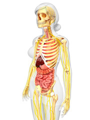  Female skeleton with nervous and digestive system artwork