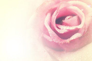 roses in soft color and vintage style background