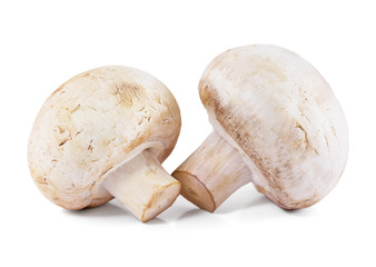 Champignon mushroom