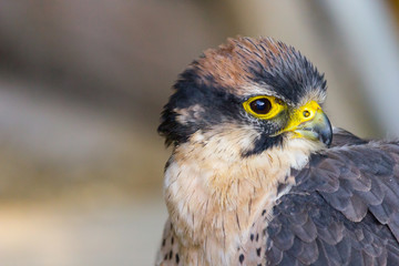 pustułka © fotoevent24