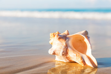 Obraz na płótnie Canvas Sea shell on the sandy beach