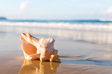 Sea shell on the sandy beach