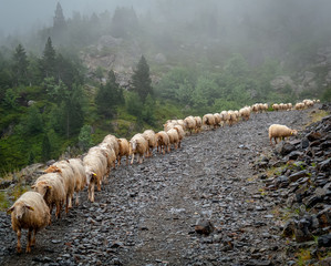 stado owiec, kawalkada