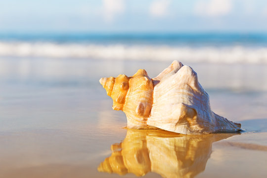 Sea shell on the sandy beach