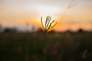 The grass field is a spring.