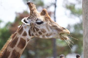 Fototapeta premium Giraffe