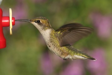 Fototapeta na wymiar Ruby-throated Hummingbird At A Feeder