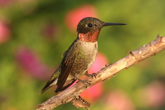 Ruby-throated Hummingbird (archilochus colubris)
