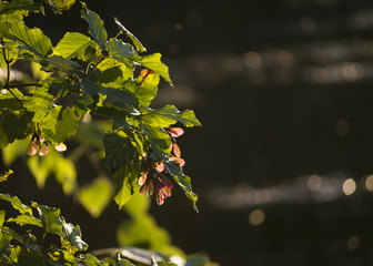 Red flower in sunset light 