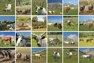 livestock in italian farmland - collage