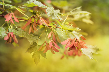 Fototapeta premium maple leaves on a branch