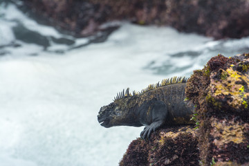 Galapagos marine iguana, Isabela island (Ecuador)