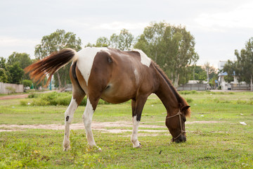 Obraz premium Horse in the field
