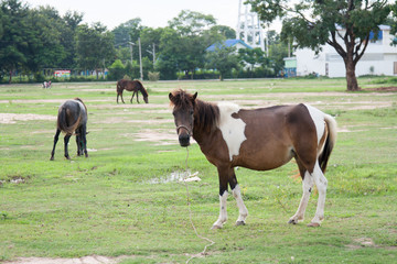 Obraz premium Horse in the field