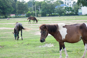 Fototapeta premium Horse in the field