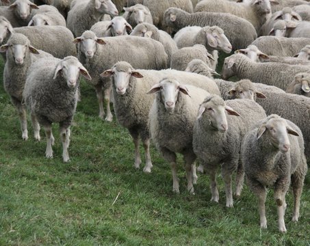  flock of grazing sheep