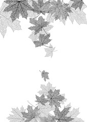 Dry autumn maple leaves silhouettes falling background, vector illustration.