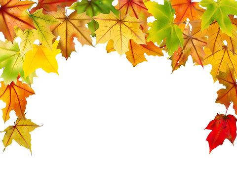 Maple falling autumn leaves border, on white, vector illustration.