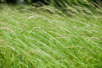Leaves of grass close-up