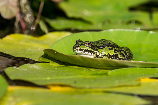 Green frog sitting on a water lily leaf looking