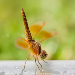 dragonfly