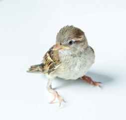 sparrow chick