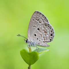 Butterflies and Flowers