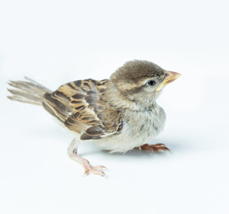 sparrow chick