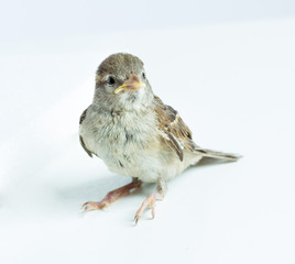 sparrow chick