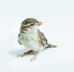 sparrow chick