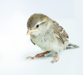 sparrow chick