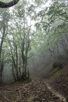 Luce e foschia nel bosco