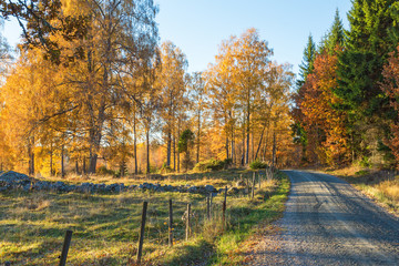 Gravel road in the forest with autumn colors