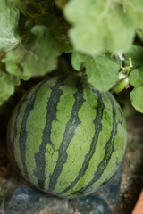 プランターのスイカ栽培