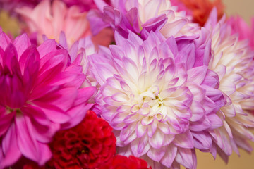 Obraz premium ダリアの花