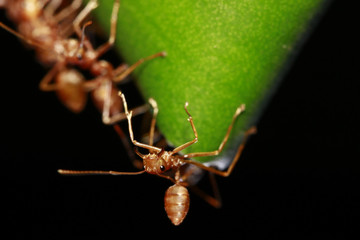 weaver ant protection