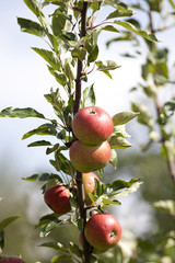 Apple Tree with mellow fruits