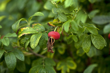 rosehip